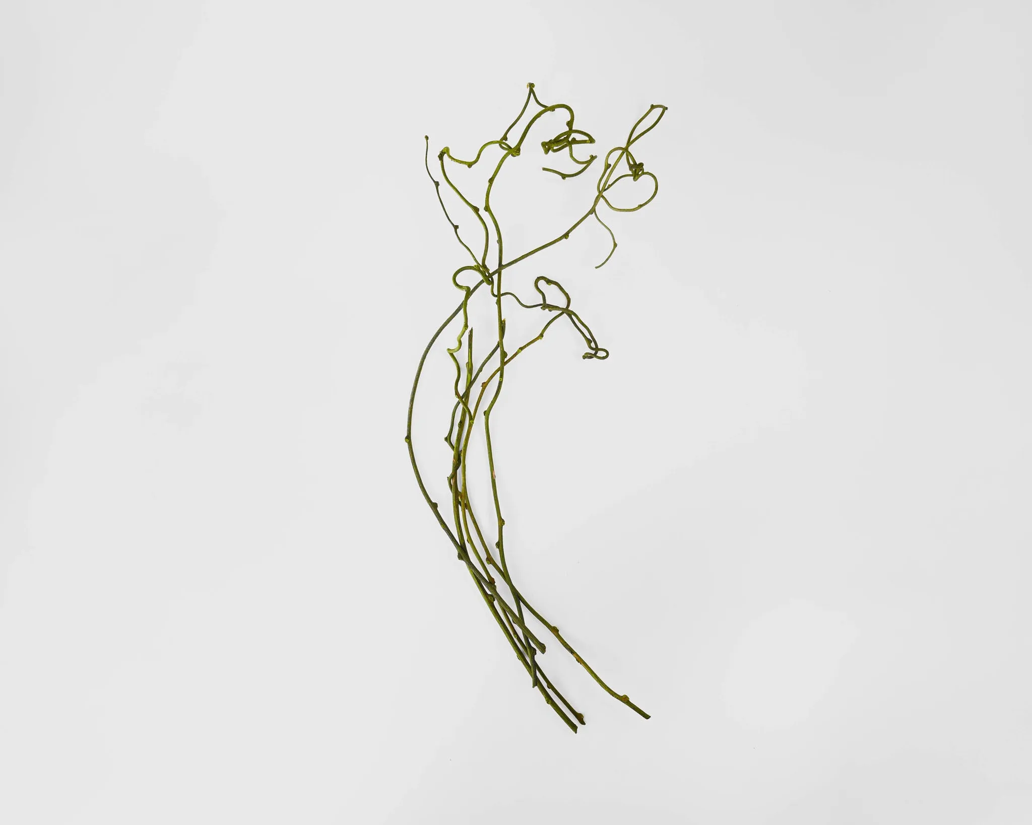 Kiwi Vine - Natural or Green
