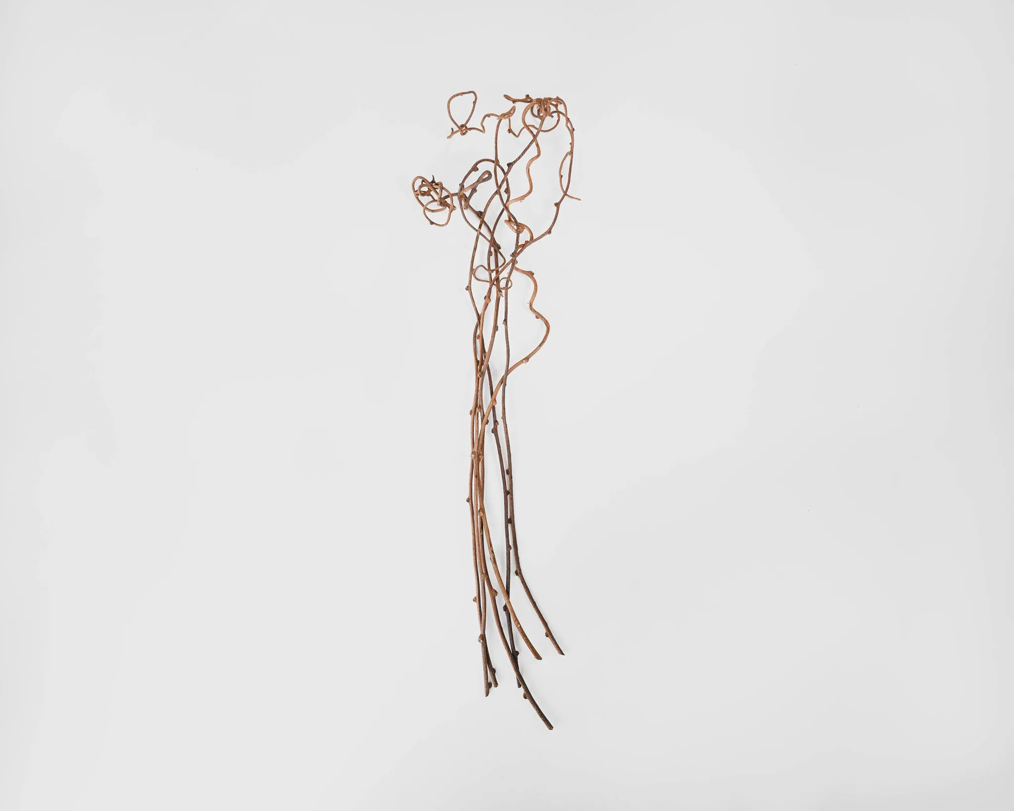 Kiwi Vine - Natural or Green